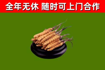五家渠回收冬虫夏草