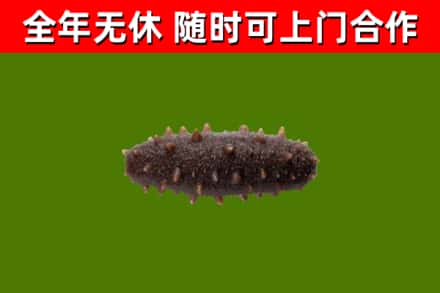 五家渠回收海参干